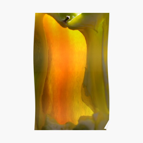 vegetal lantern's warm light Poster