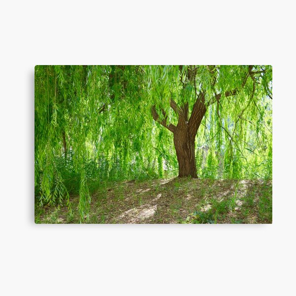 weeping willow by ruth white