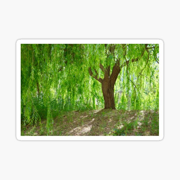 Item preview, Weeping Willow  designed and sold by Emmaline Jones.