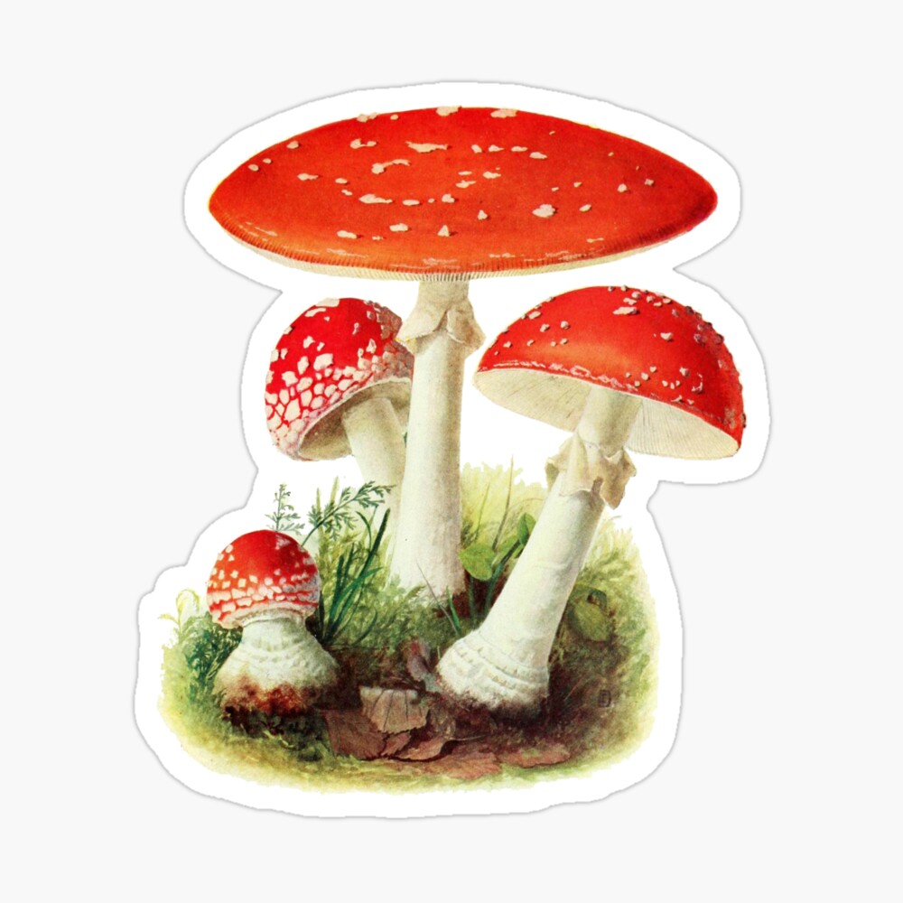 1100 Magic Mushroom Stock Videos and RoyaltyFree Footage  iStock   Psychedelic Mushrooms Lsd