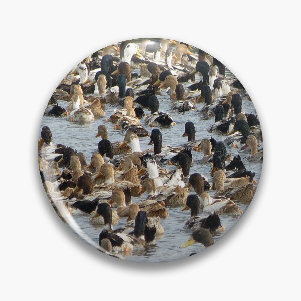 Item preview, Lots of Ducks Swimming in a Pond in India designed and sold by worldways.