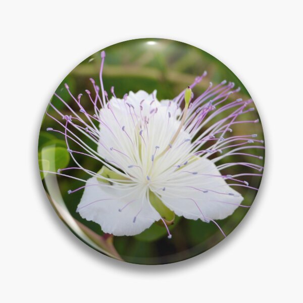 Item preview, Caper Blossom designed and sold by Emmaline Jones.