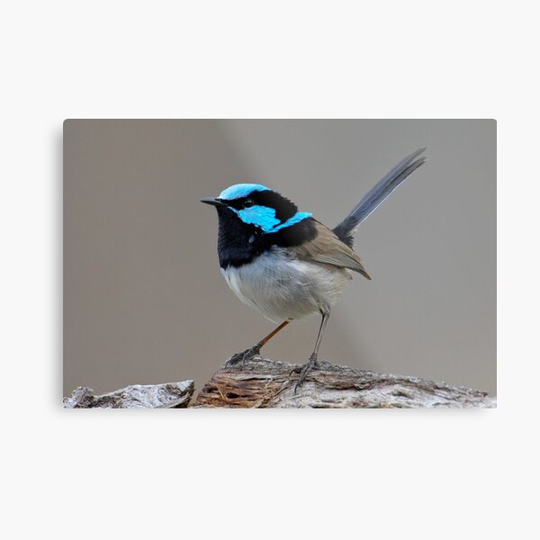 Superb Fairy-wren " Male" Metal Print