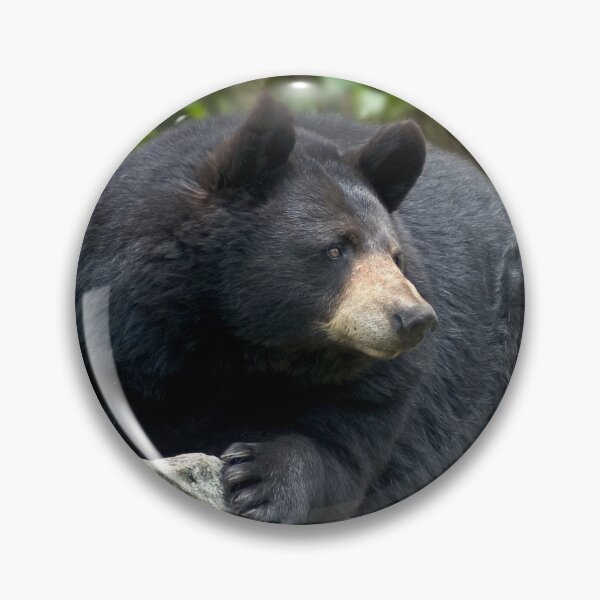 Item preview, Portrait of a Black Bear  designed and sold by Karen Peron.