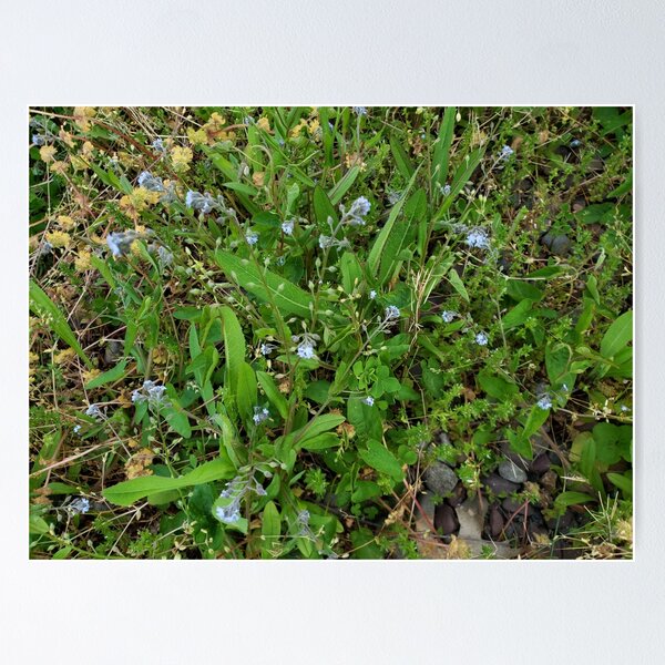 Item preview, Blue Flower Plants designed and sold by GrudleBay.