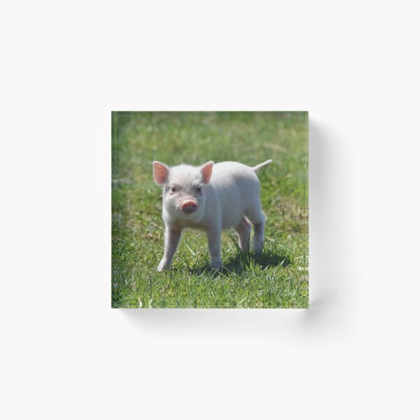 Item preview, Piggy designed and sold by theartsyeq.