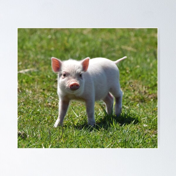 Item preview, Piggy designed and sold by theartsyeq.