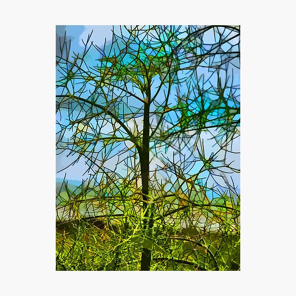 Nature's Church Windows Photographic Print