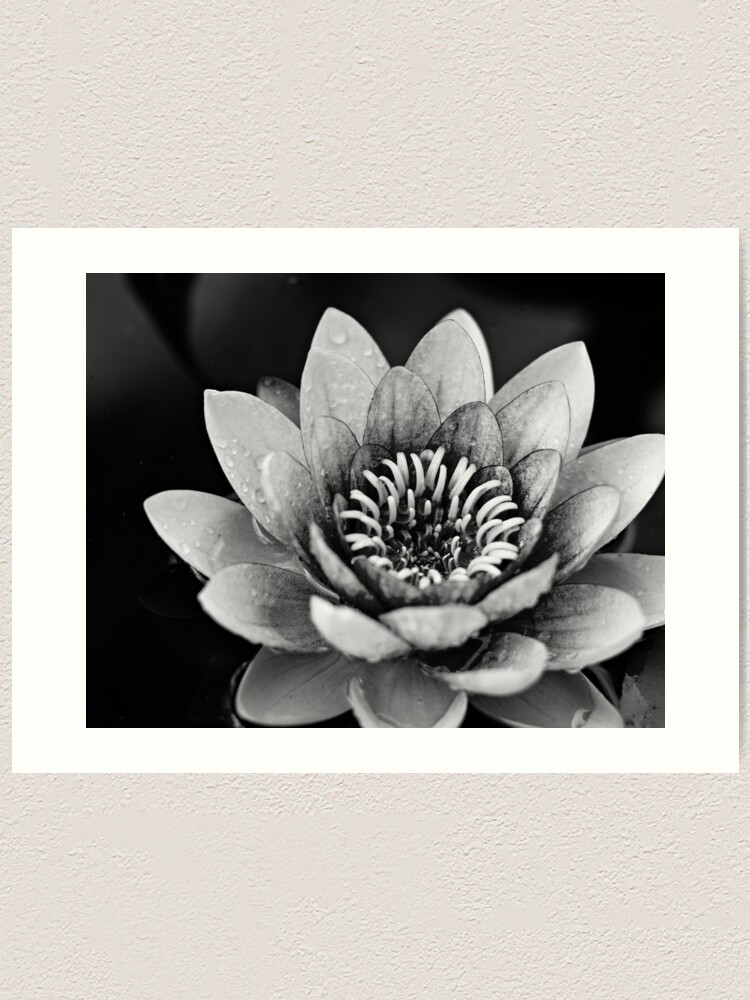 Fleur de lotus noir et blanc Impression artistique