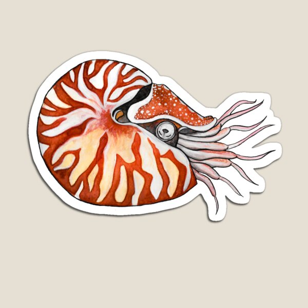 Item preview, Nautilus designed and sold by Natasha Mansfield.
