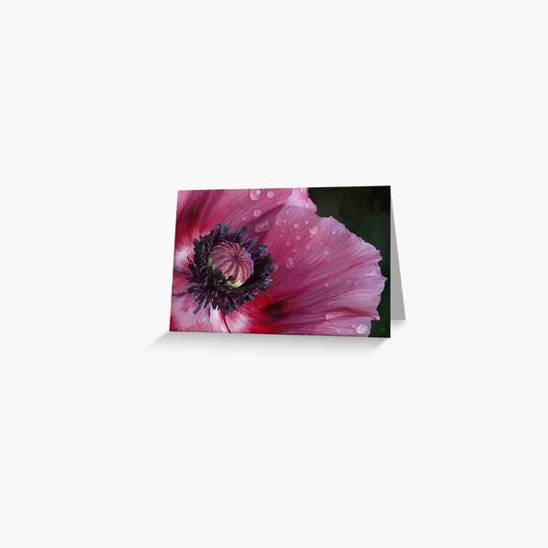 Three flowers: Red - The poppy weeps Greeting Card