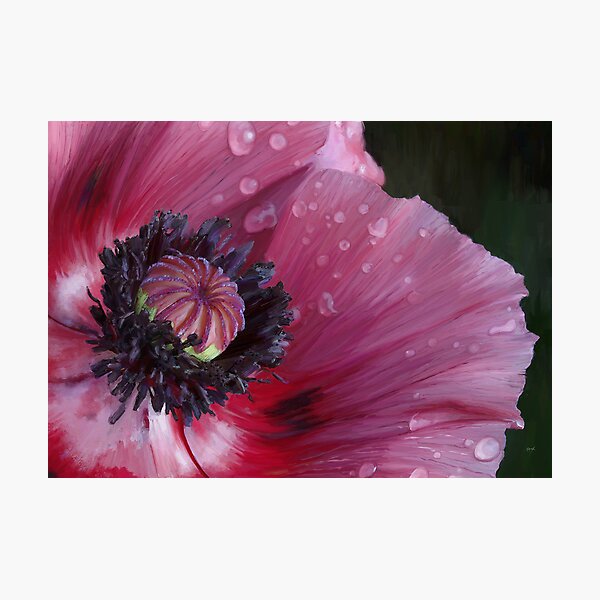 Three flowers: Red - The poppy weeps Photographic Print