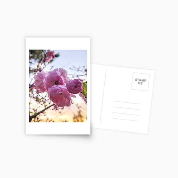 Wild Rose Postcard