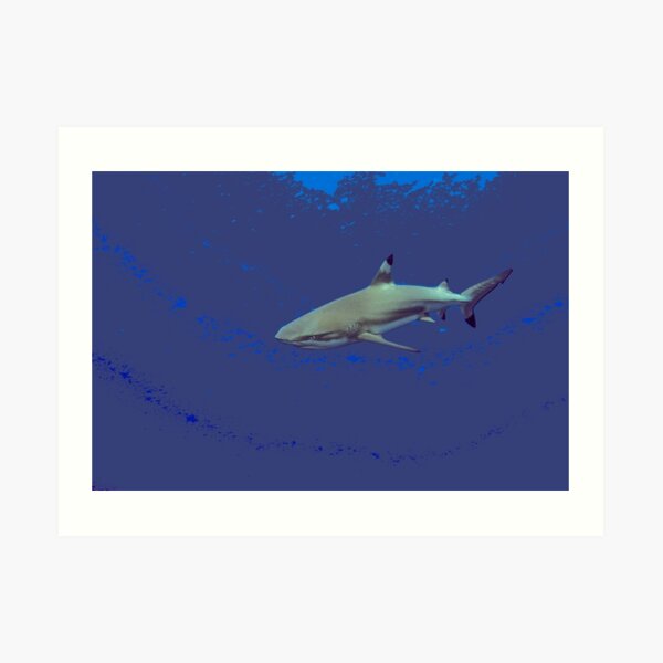 Cool Black tip reef shark Art Print