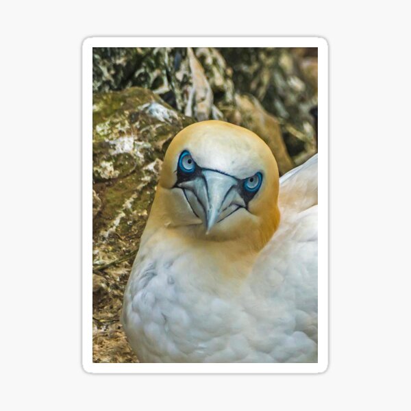Item preview, Eye Contact! designed and sold by MikeSquires.