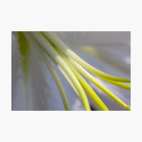 the pillars of delicacy Photographic Print