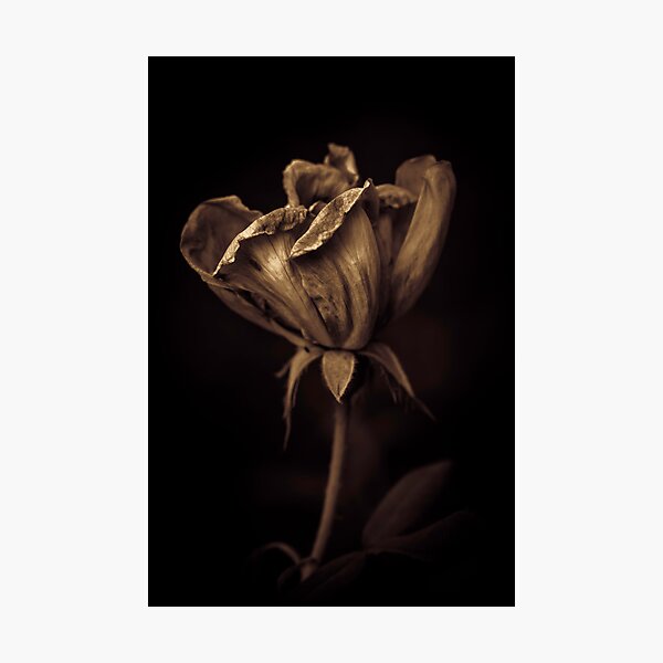 Item preview, Nutella coated flower designed and sold by alan shapiro.