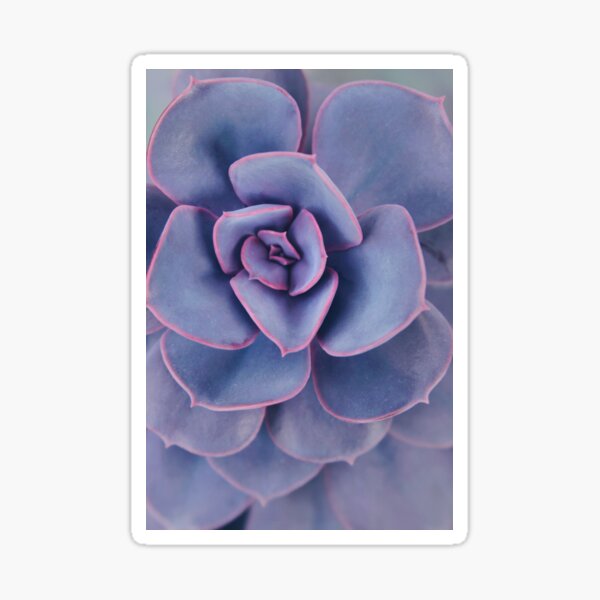 Purple Pearl Sticker
