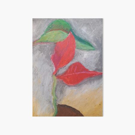 Poinsettia a flower Art Board Print
