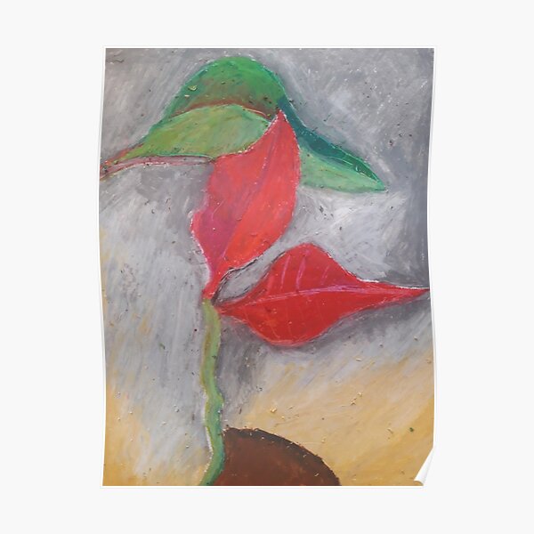Poinsettia a flower Poster