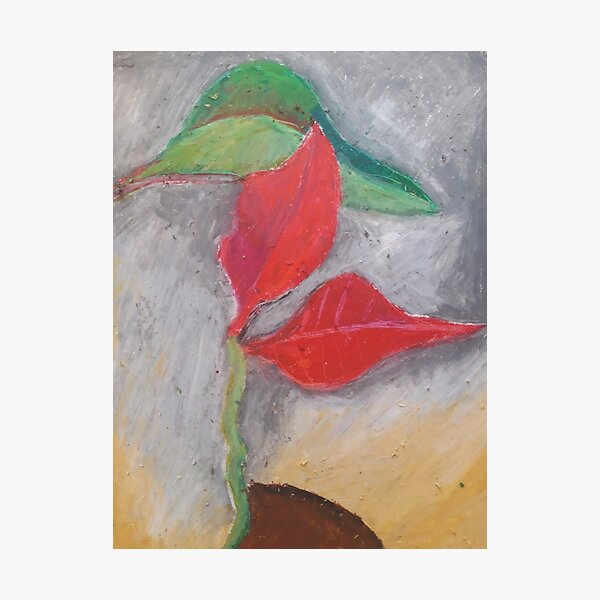 Poinsettia a flower Photographic Print