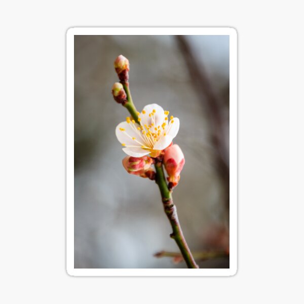D2 Sticky paper Chinese gift Child sticker Child reward Plum blossom flowers 