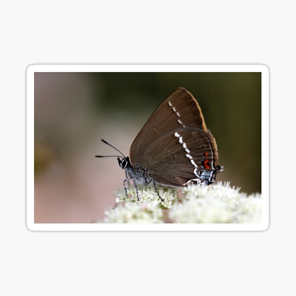 Item preview, Ilex hairstreak designed and sold by cuprum.