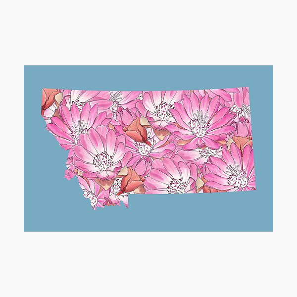 Bitterroot Flowers Wall Art Redbubble