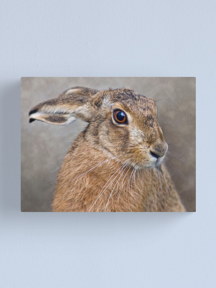 "Hare" Canvas Print for Sale by KrysBailey Redbubble