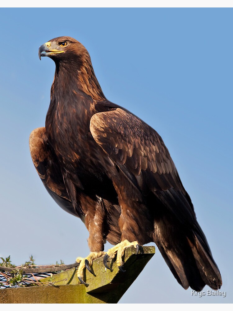 Póster «Garras (águila real)» de KrysBailey | Redbubble