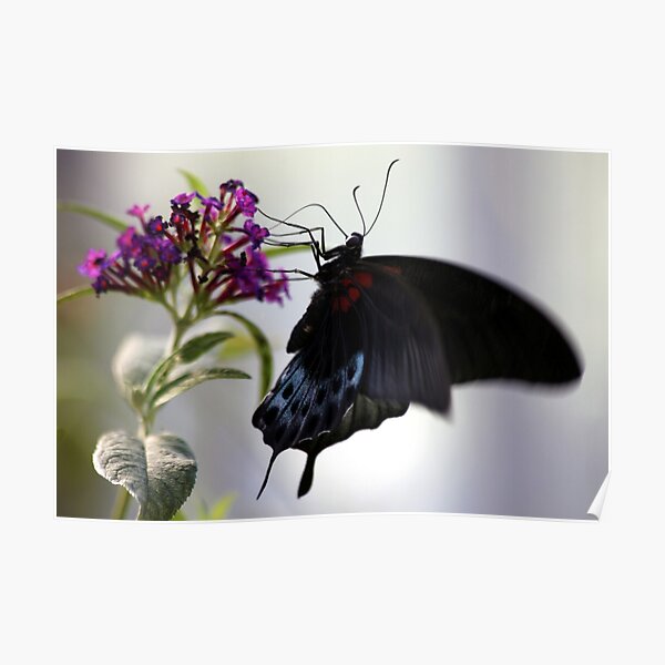 Fluttering Wings Poster