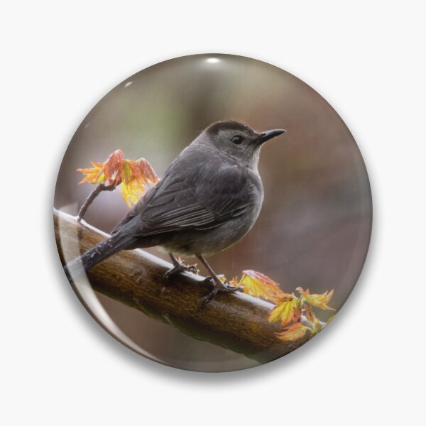 Item preview, Gray Catbird designed and sold by Kathy Weaver.