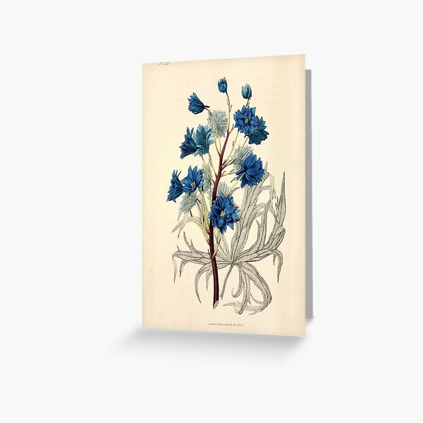 Item preview, Vintage Botanical - dark purple larkspur designed and sold by DejaVuStudio.