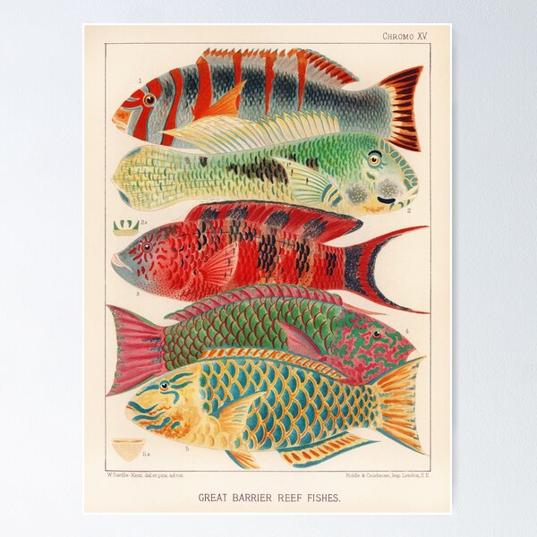 Item preview, Vintage illustration - Great barrier reef fishes designed and sold by DejaVuStudio.