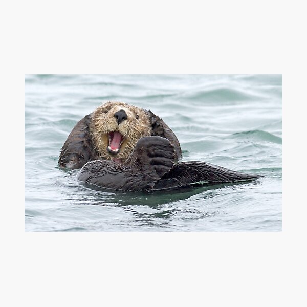 Happiness is a wet otter Photographic Print
