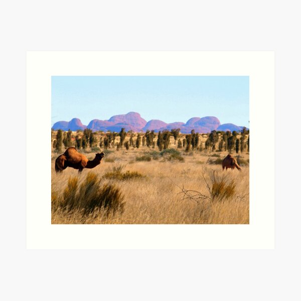 Item preview, Camels at Uluru National Park N.T.  with  Kata Tjuta in the background  designed and sold by ginnymac.
