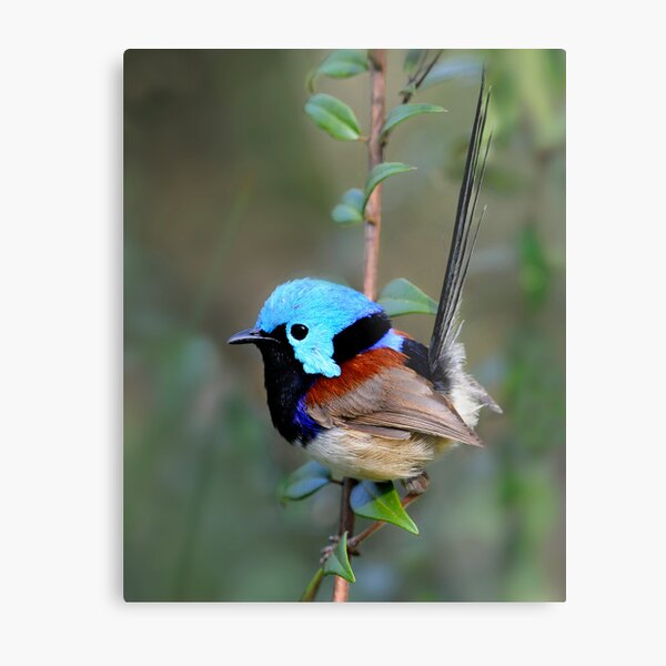 Variegated Fairy-wren Metal Print