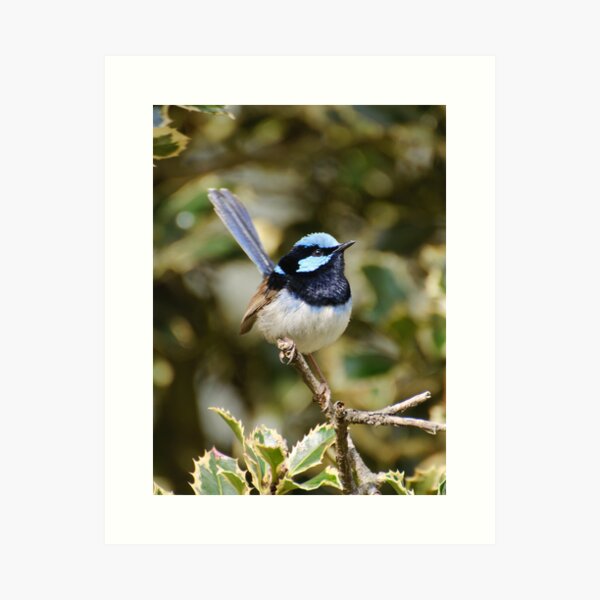 Superb Fairy Wren (male) Art Print