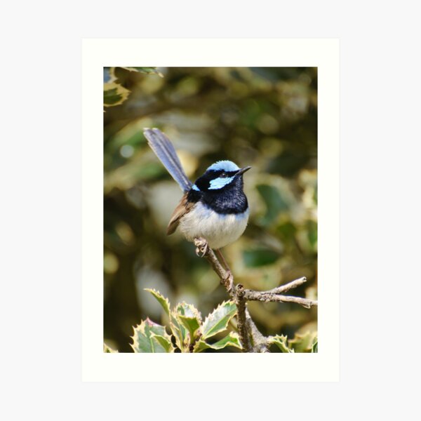 Superb Fairy Wren (male) Art Print