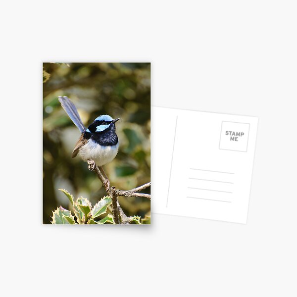 Superb Fairy Wren (male) Postcard