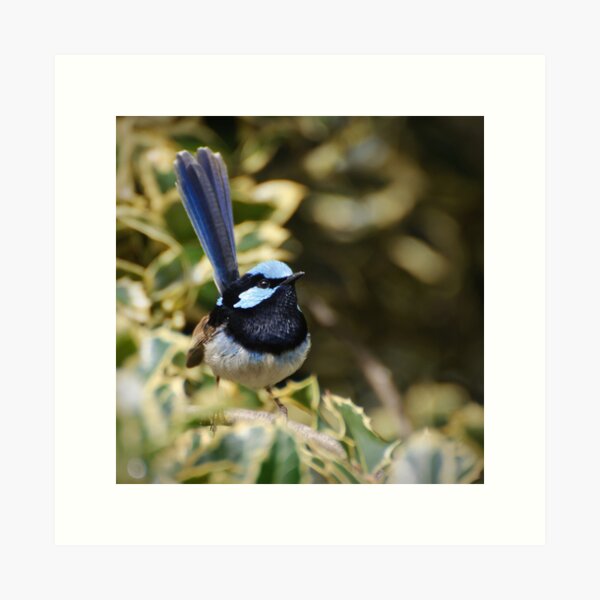 Item preview, Superb Fairy Wren  designed and sold by Dilshara Hill.