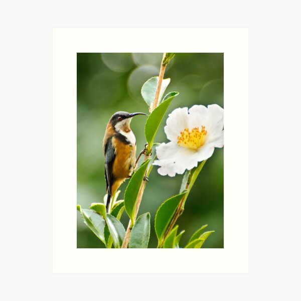 Eastern Spinebill Art Print