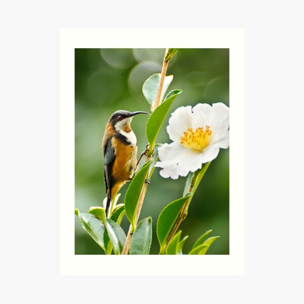 Eastern Spinebill Art Print
