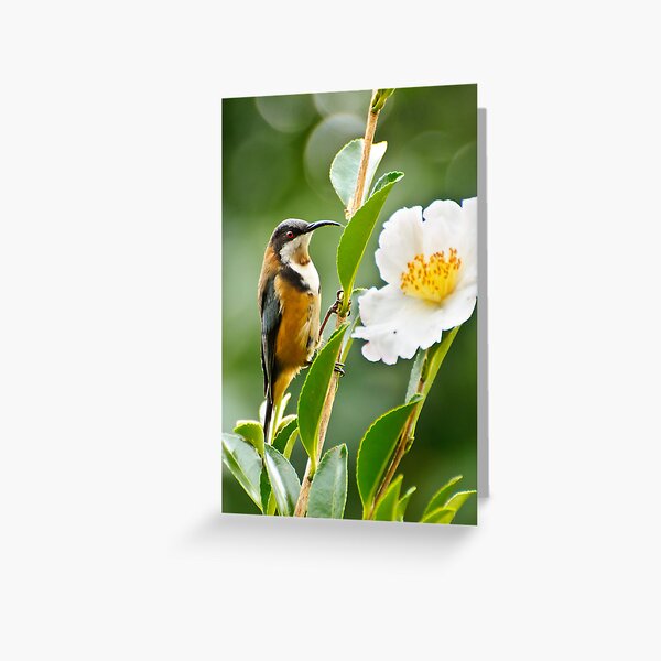 Eastern Spinebill Greeting Card