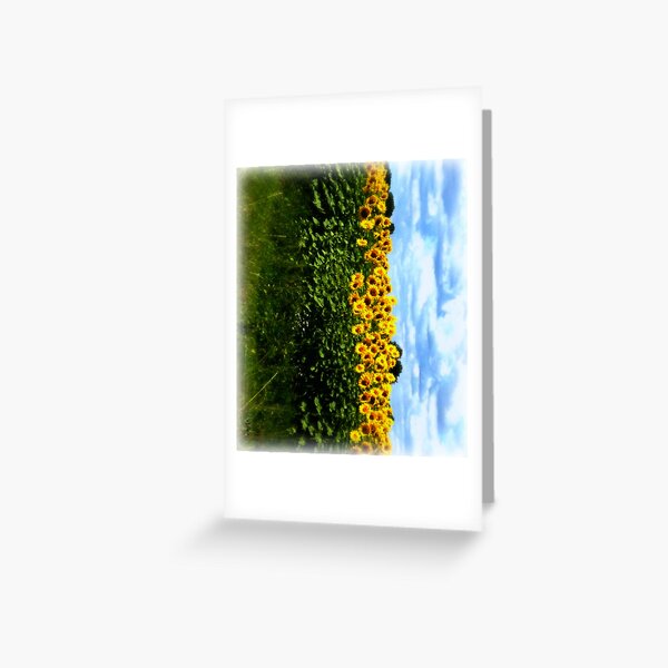 Sunflowers Greeting Card