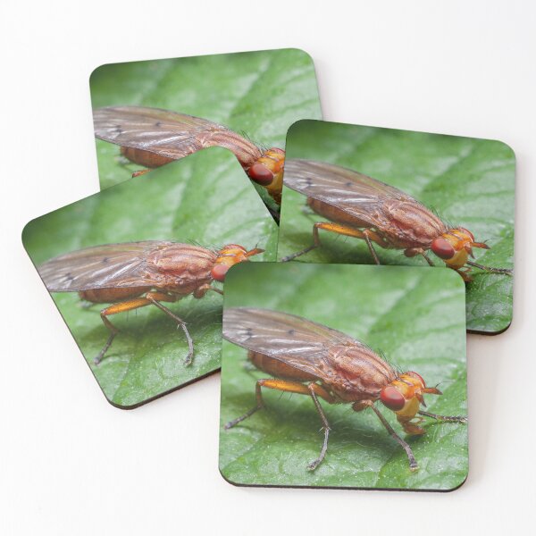 Item preview, Orange fly - close-up designed and sold by iCimages.net.