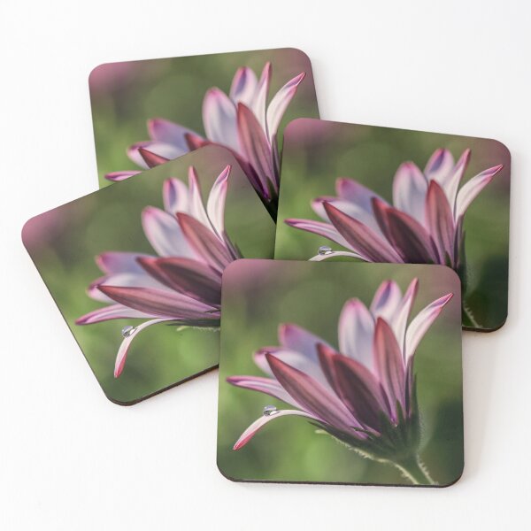 Item preview, Osteospermum. designed and sold by John Ray.