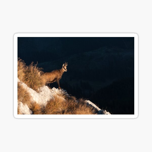 Friendly chamois Sticker