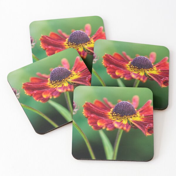 Item preview, Helenium with bud. designed and sold by John Ray.