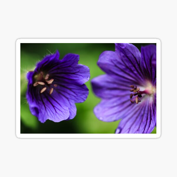 Cranesbill. Sticker
